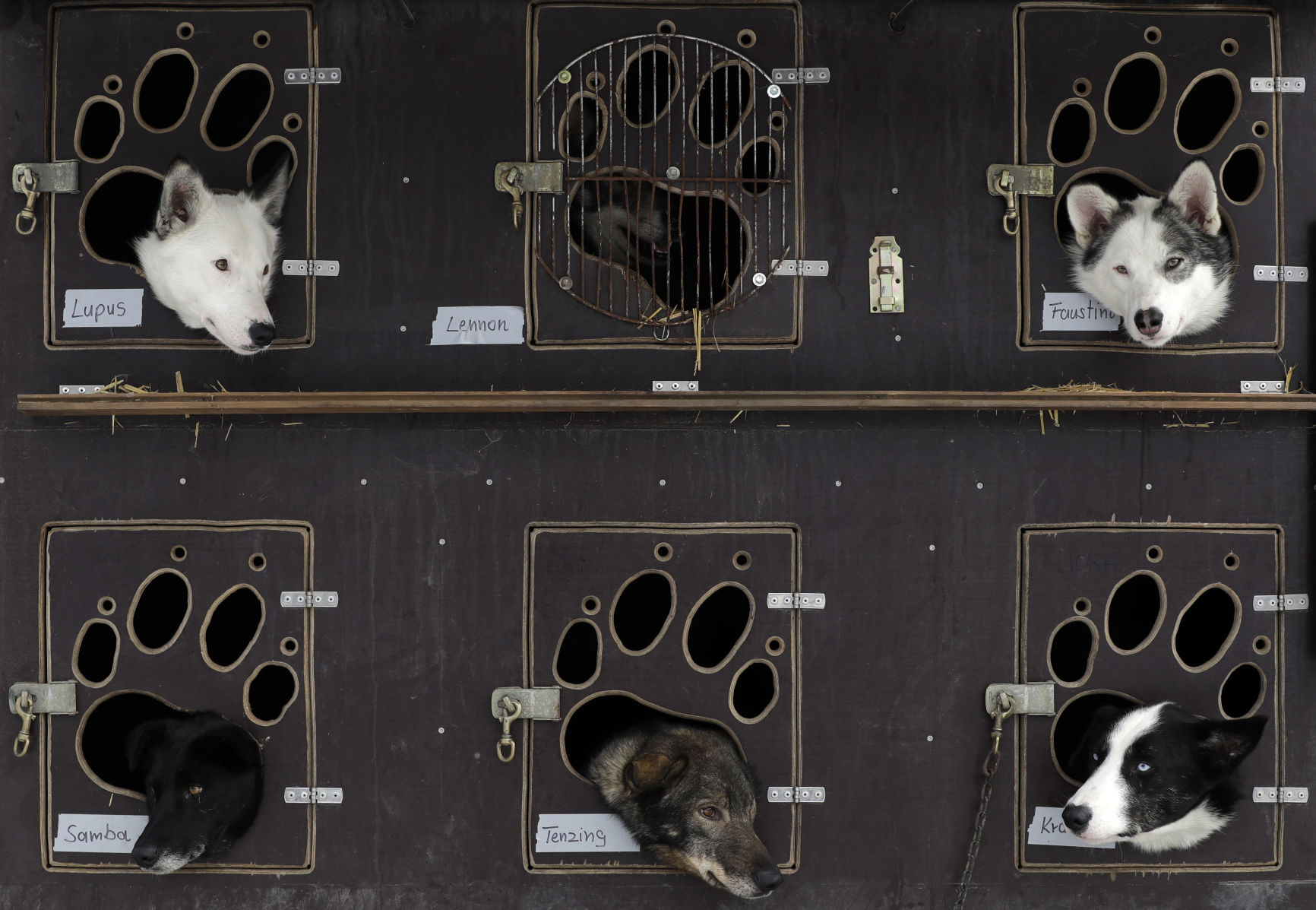 APTOPIX Czech Republic Dog Sled Race